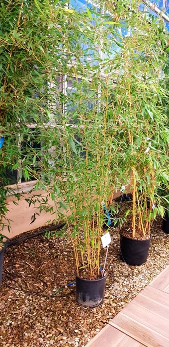 Vindem măslin  bambus magnolie galbenă avem mai multe dimensiuni