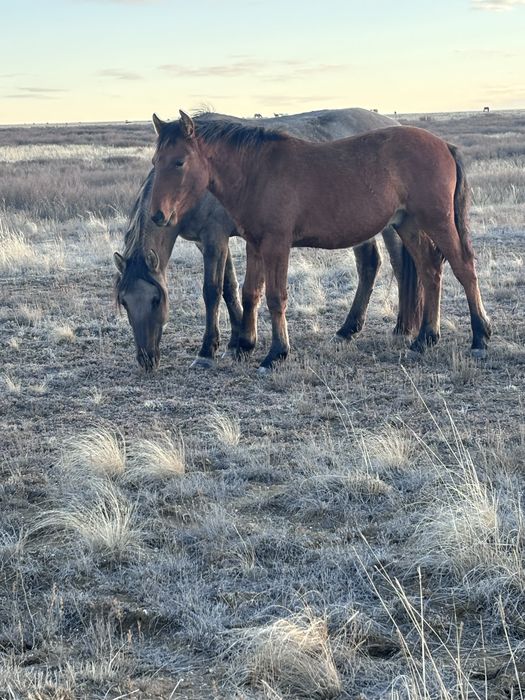 Мұғалжар тұқымды еркек жабағылар
