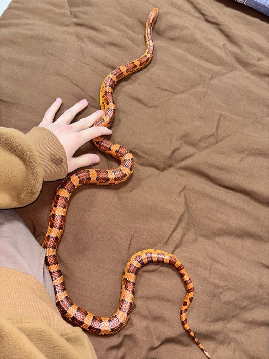 Взрослый Маис В Продаже!!!