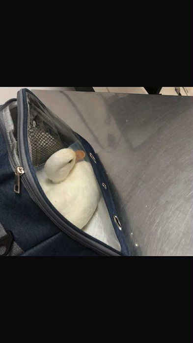 Geantă portabilă pentru transportul păsărilor