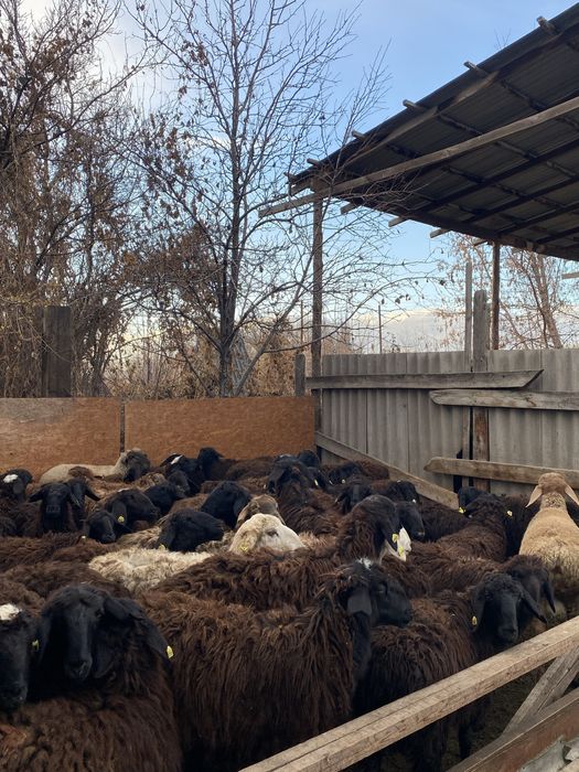 Токтылар сатылады . 35 бас. Қазақи тоқтылар .