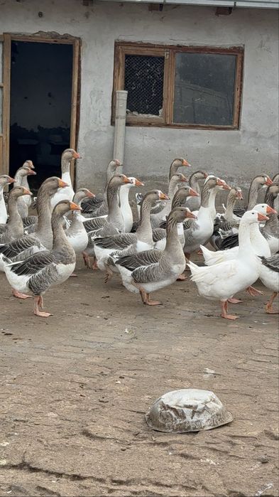 Крупные серий гуси Goz гозлар сотилади