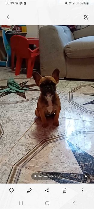 Bulldog francez transport gratuit