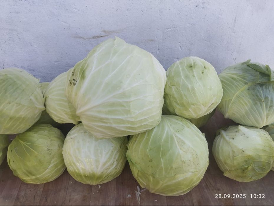 Продам тыкву, картошку, капусту