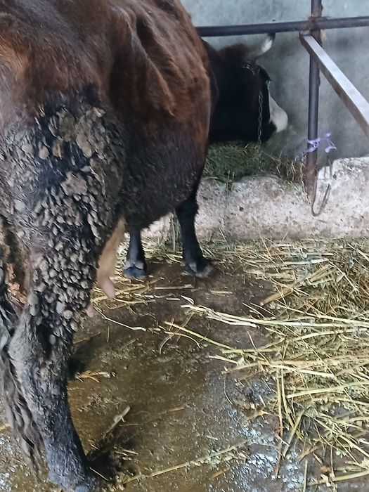 Vând vaca  cu lapte