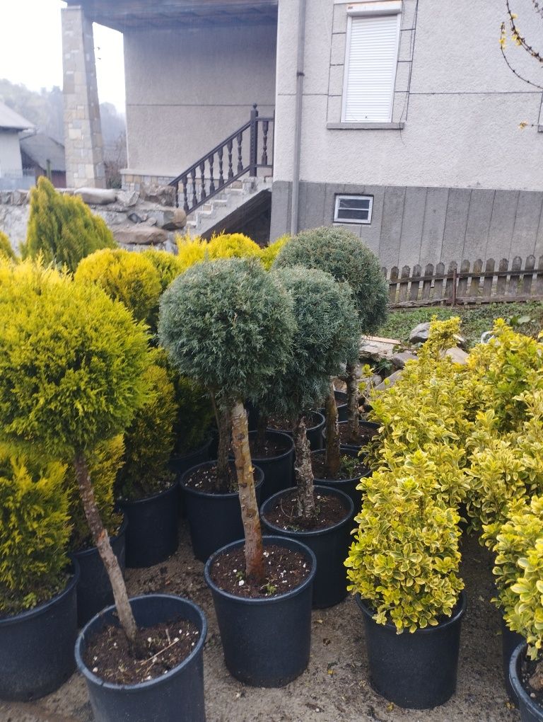 Plante ornamentale și copacii pentru gradina ta