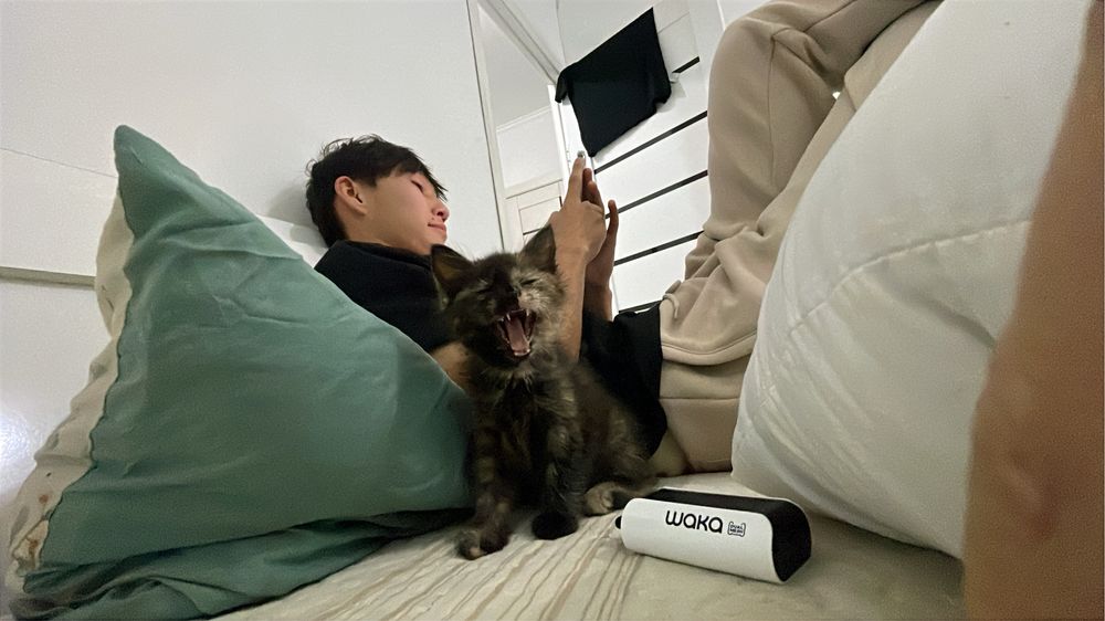 Котенок, чуть взрослая