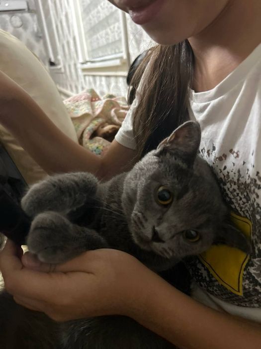Продаётся кот породистый