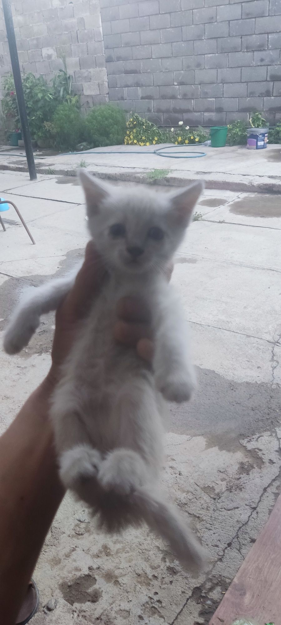 Отдам хороших котят