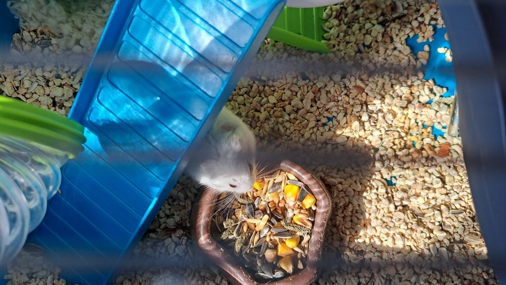 Cușcă cu hamster cu toate accesoriile