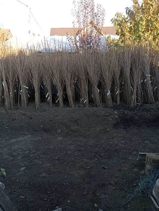 Pomii fructiferi de vânzare