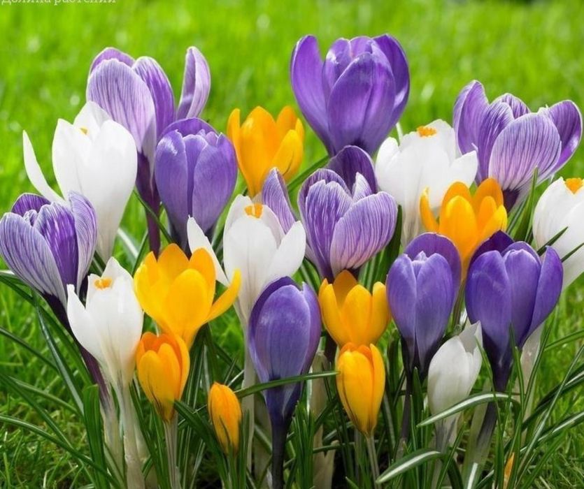 Крокус продам разние растения