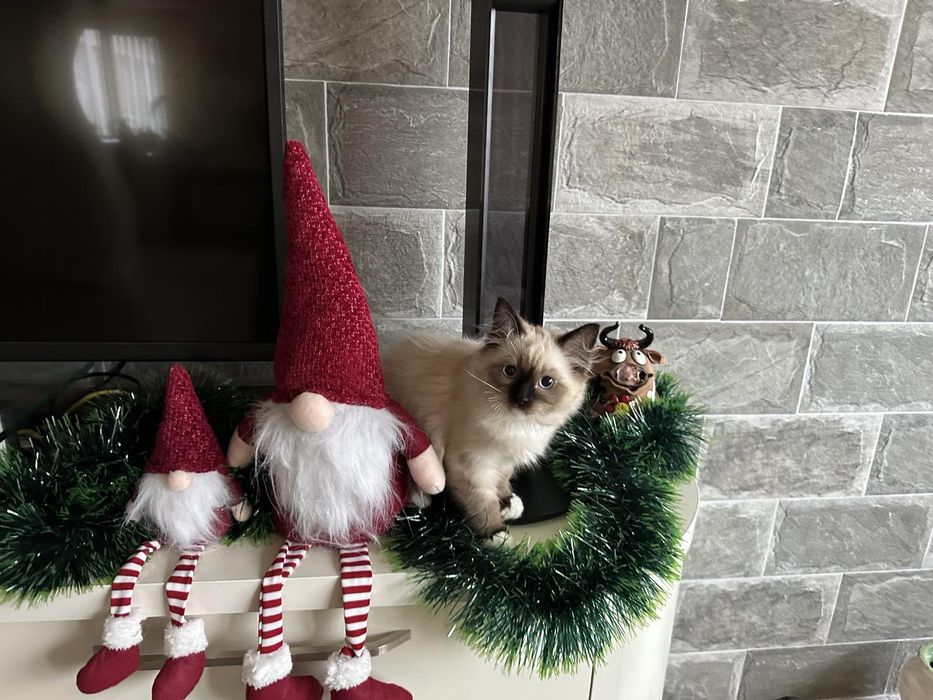 Регдол / Ragdoll /