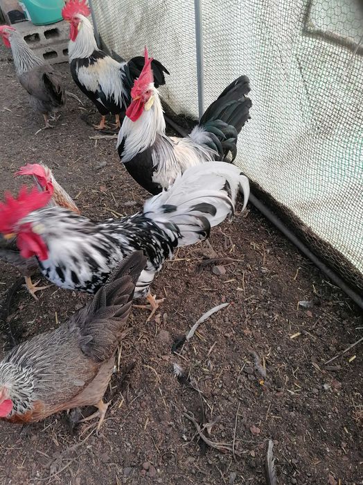 Петли Легхорн Бял, Сребърна Италянка и Ексченджр