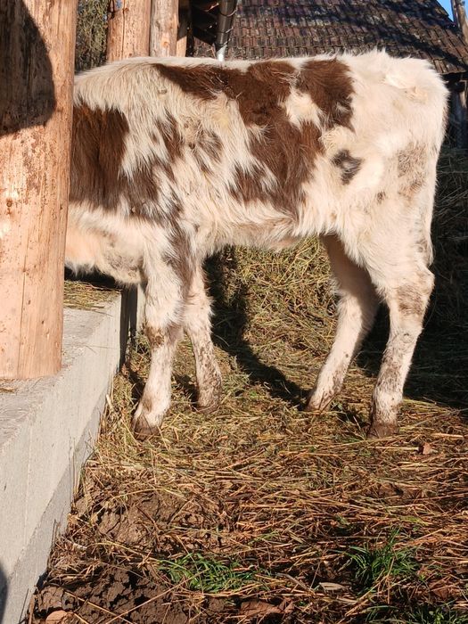 Vând vitea înțărcată de 3 luni