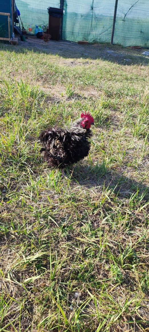 Cocoș rasa cochichina pitic frezat