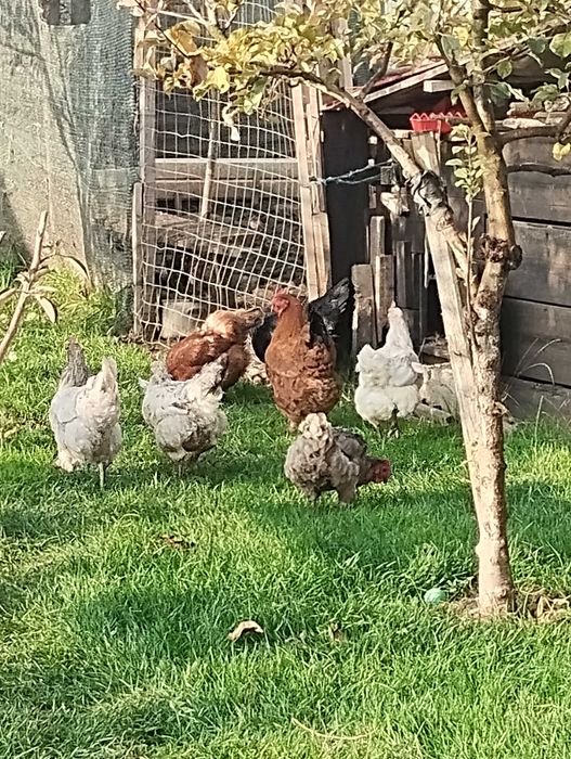 Vand găini de casă  crescute ci porumb .