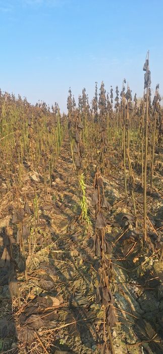 Павлония кочатлар