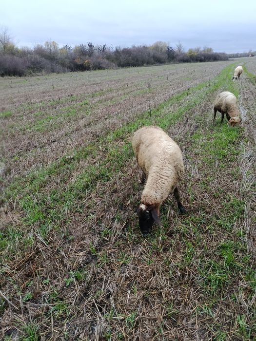 Млади бременни Овце