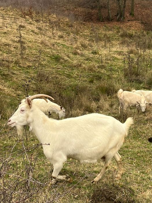Vand 5 capre și un țap sannen