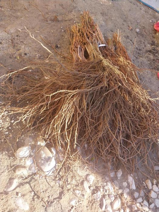 Butasi vita de vie Soi hibrid