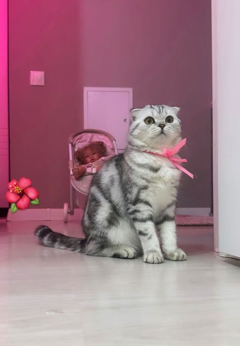 Отдам шикарную шотландскую вислоухую девочку