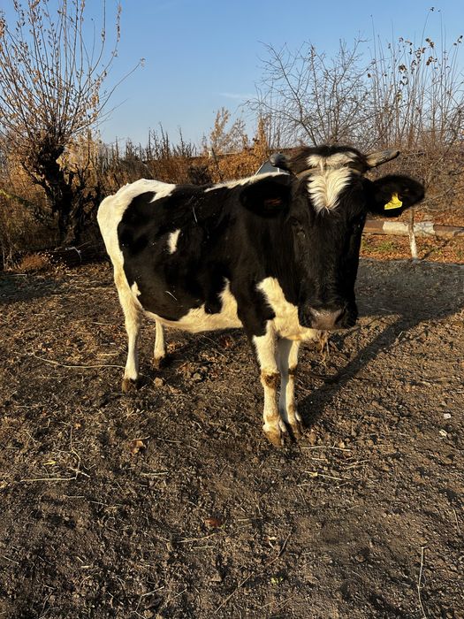молочная корова цена 800тыс Шу - Чу
