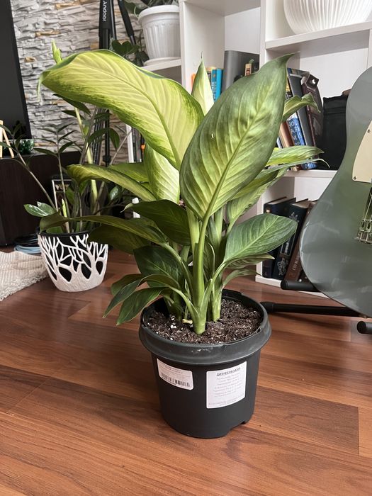 Диффенбахия домашний цветок