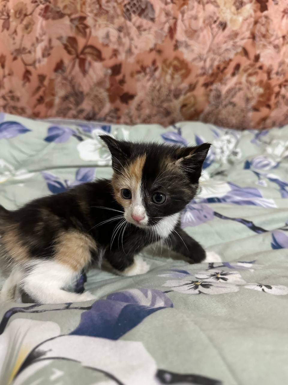 Отдам котят в добрые руки!