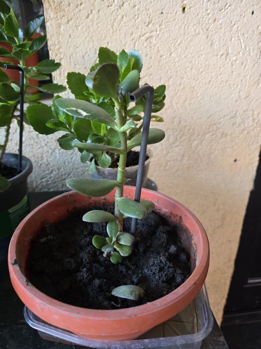 Planta banilor ,Crasuela