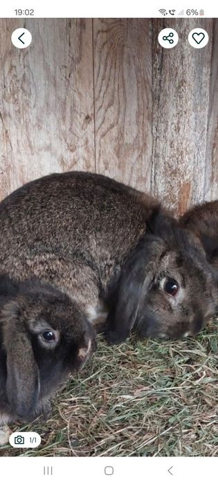 Femele,iepure berbec pitic 2+1 gratis