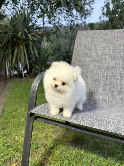 Померан мини момче. Померанче