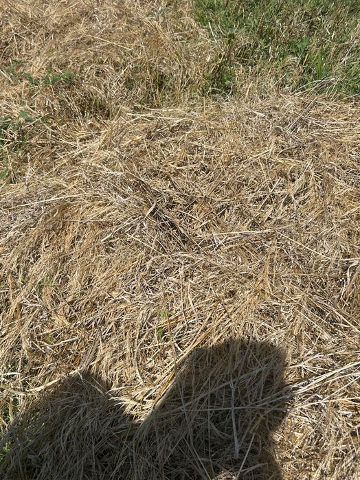 Vând Baloti fan 2025