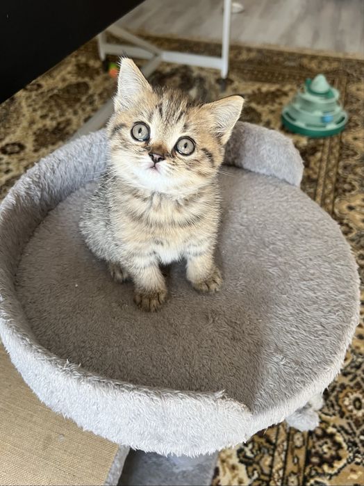 Продаются шотландские котята