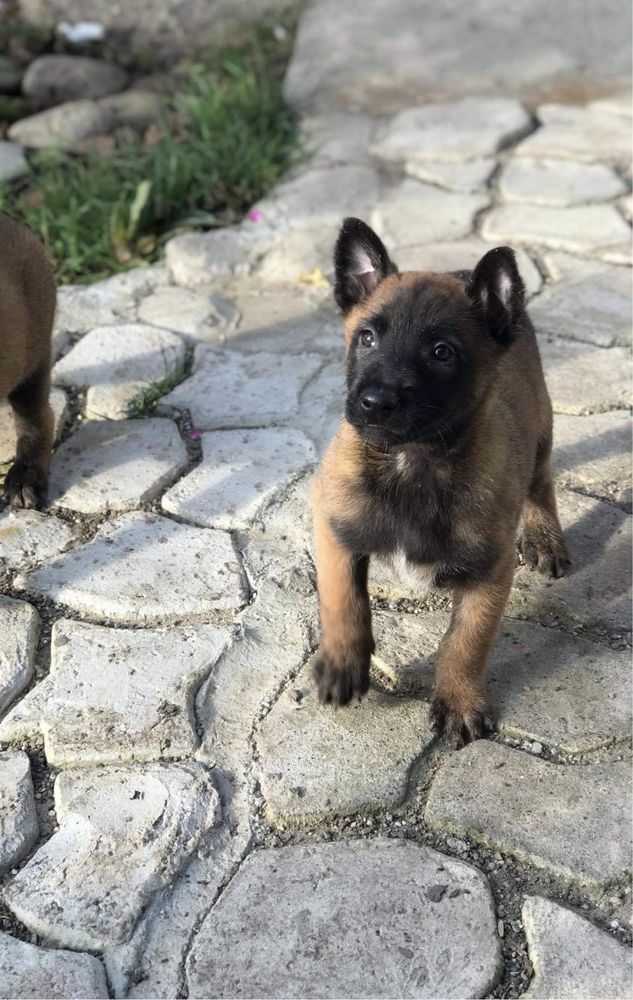 Ciobanesc Belgian malinois pui