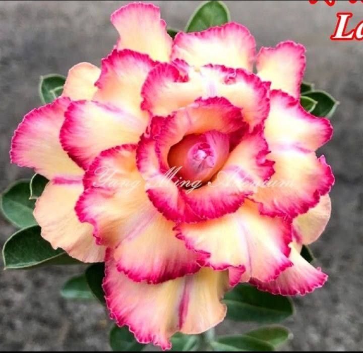 Adenium цветы, цветок пустыня