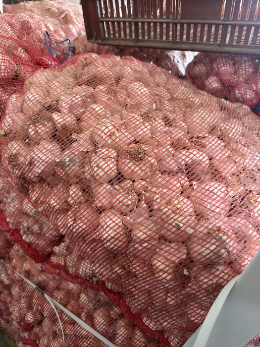 Usturoi pentru plantat si de consum