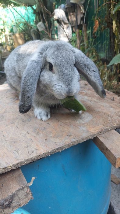 Домашние кролики