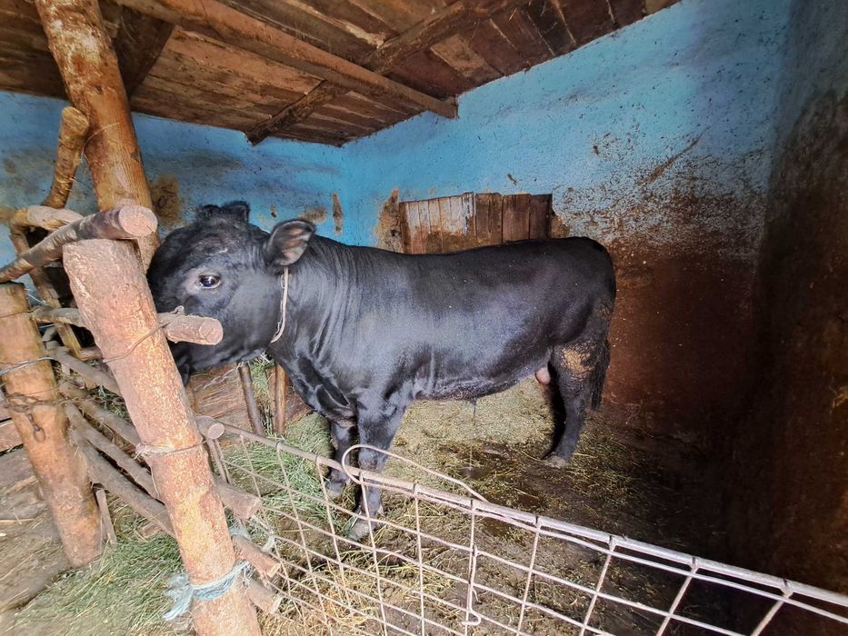 Vând taur Angus!