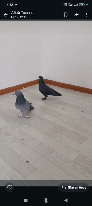 Голубей такла с игрой