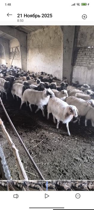 Монголиядан БАЯД зотли  қўйлар келди сотилади!