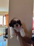 Ultimii pui Shih Tzu disponibili !