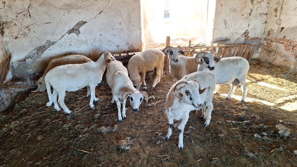 Vând berbecii  cu origine