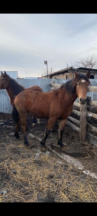 Продам кабылку год и 7