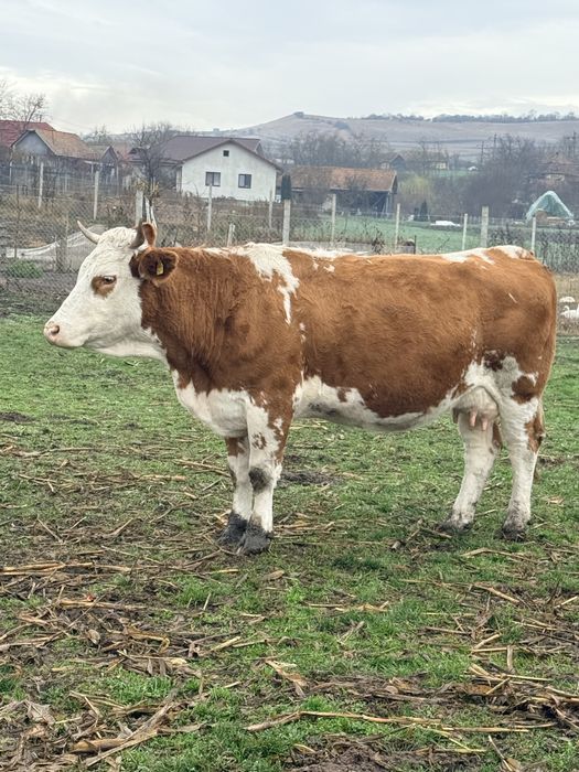 Bălțată românească gestantă