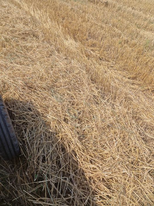 Baloti de paie  10 lei