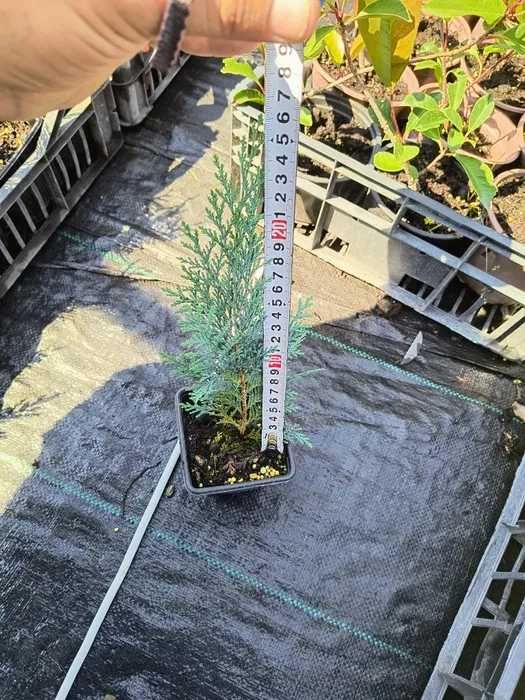 leylandii 20-25cm