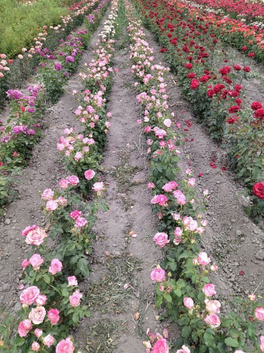 Диккат :: Дунёдаги Таникли АТИРГУЛЛАР