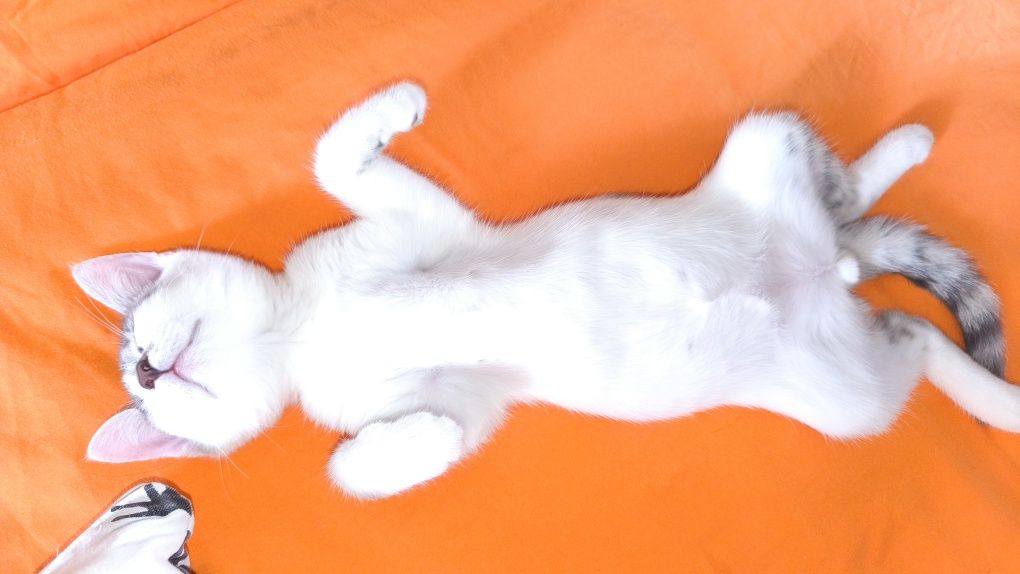 Животные котенок