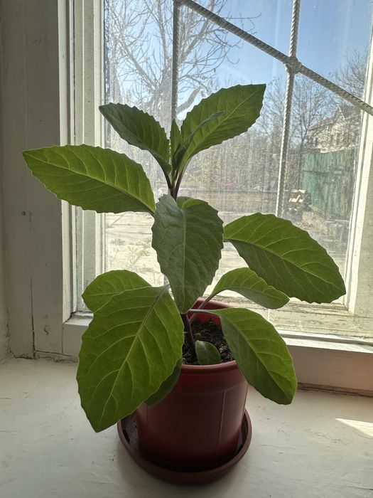 Продам лечебное растение Джинура в г.Тараз